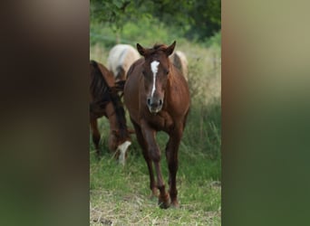 American Quarter Horse, Hengst, 1 Jaar, 148 cm, Donkere-vos