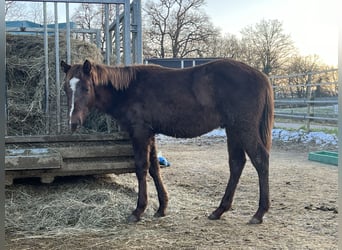 American Quarter Horse, Hengst, 1 Jaar, 148 cm, Donkere-vos
