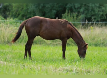 American Quarter Horse, Hengst, 1 Jaar, 148 cm, Donkere-vos