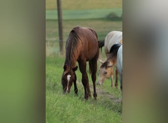 American Quarter Horse, Hengst, 1 Jaar, 148 cm, Donkere-vos