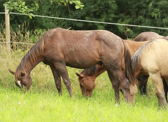 American Quarter Horse, Hengst, 1 Jaar, 148 cm, Donkere-vos