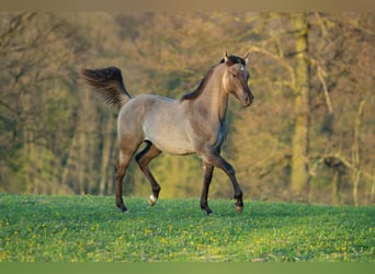 American Quarter Horse, Hengst, 1 Jaar, 148 cm, Grullo