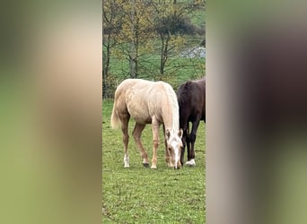 American Quarter Horse, Hengst, 1 Jaar, 148 cm, Palomino