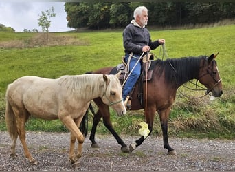 American Quarter Horse, Hengst, 1 Jaar, 148 cm, Palomino