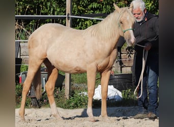 American Quarter Horse, Hengst, 1 Jaar, 148 cm, Palomino