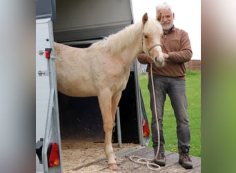 American Quarter Horse, Hengst, 1 Jaar, 148 cm, Palomino
