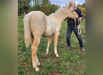 American Quarter Horse, Hengst, 1 Jaar, 148 cm, Palomino