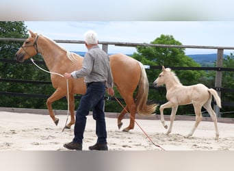 American Quarter Horse, Hengst, 1 Jaar, 148 cm, Palomino