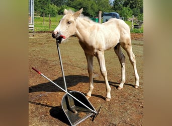 American Quarter Horse, Hengst, 1 Jaar, 148 cm, Palomino