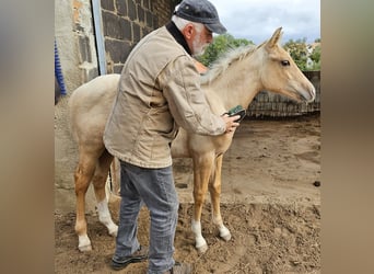 American Quarter Horse, Hengst, 1 Jaar, 148 cm, Palomino