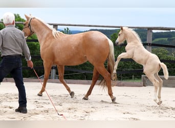 American Quarter Horse, Hengst, 1 Jaar, 148 cm, Palomino