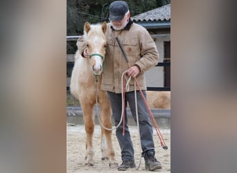 American Quarter Horse, Hengst, 1 Jaar, 148 cm, Palomino