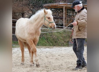 American Quarter Horse, Hengst, 1 Jaar, 148 cm, Palomino