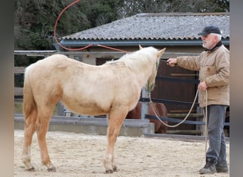 American Quarter Horse, Hengst, 1 Jaar, 148 cm, Palomino