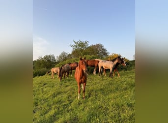 American Quarter Horse, Hengst, 1 Jaar, 148 cm, Vos