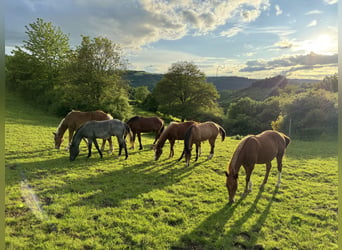 American Quarter Horse, Hengst, 1 Jaar, 148 cm, Vos