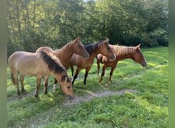 American Quarter Horse, Hengst, 1 Jaar, 148 cm, Vos