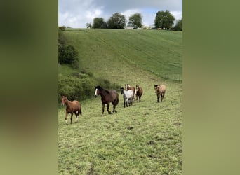 American Quarter Horse, Hengst, 1 Jaar, 148 cm, Vos