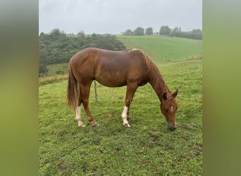 American Quarter Horse, Hengst, 1 Jaar, 148 cm, Vos