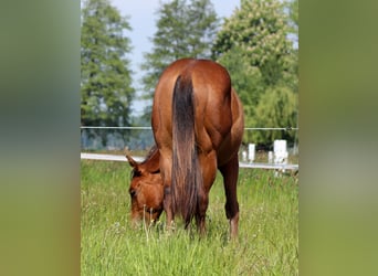American Quarter Horse, Hengst, 1 Jaar, 149 cm, Bruin