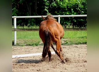 American Quarter Horse, Hengst, 1 Jaar, 149 cm, Bruin