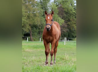 American Quarter Horse, Hengst, 1 Jaar, 149 cm, Bruin