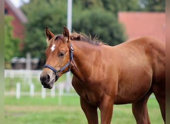 American Quarter Horse, Hengst, 1 Jaar, 149 cm, Bruin