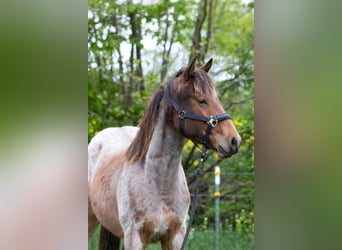 American Quarter Horse, Hengst, 1 Jaar, 150 cm, Brown Falb schimmel