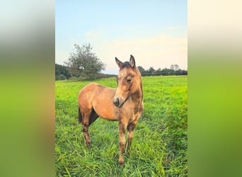 American Quarter Horse, Hengst, 1 Jaar, 150 cm, Brown Falb schimmel