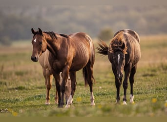 American Quarter Horse, Hengst, 1 Jaar, 150 cm, Bruin