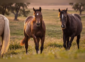 American Quarter Horse, Hengst, 1 Jaar, 150 cm, Bruin