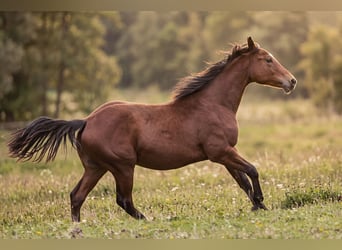 American Quarter Horse, Hengst, 1 Jaar, 150 cm, Bruin