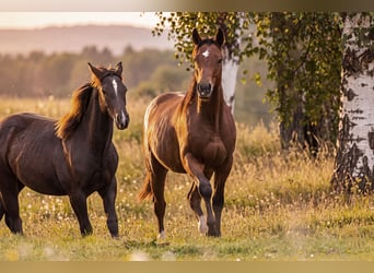 American Quarter Horse, Hengst, 1 Jaar, 150 cm, Bruin