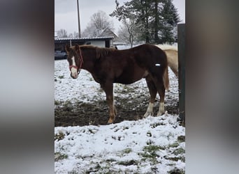 American Quarter Horse, Hengst, 1 Jaar, 150 cm, Bruin