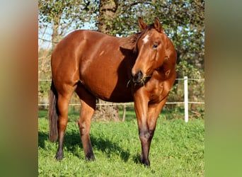 American Quarter Horse, Hengst, 1 Jaar, 150 cm, Bruin