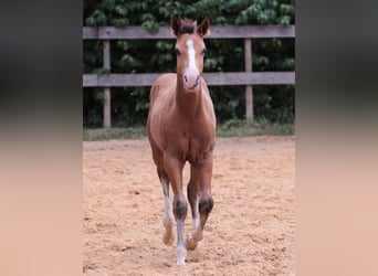 American Quarter Horse, Hengst, 1 Jaar, 150 cm, Bruin