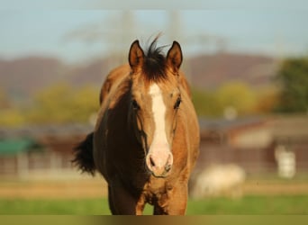 American Quarter Horse, Hengst, 1 Jaar, 150 cm, Bruin