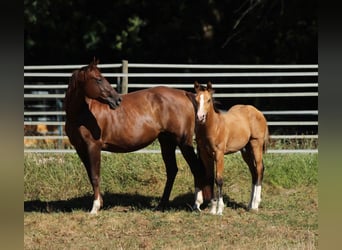 American Quarter Horse, Hengst, 1 Jaar, 150 cm, Bruin