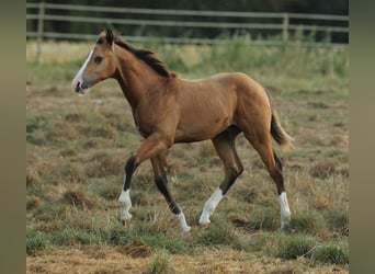 American Quarter Horse, Hengst, 1 Jaar, 150 cm, Bruin