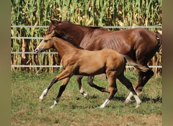 American Quarter Horse, Hengst, 1 Jaar, 150 cm, Bruin