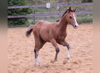 American Quarter Horse, Hengst, 1 Jaar, 150 cm, Bruin