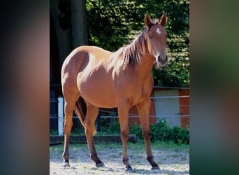 American Quarter Horse, Hengst, 1 Jaar, 150 cm, Bruin