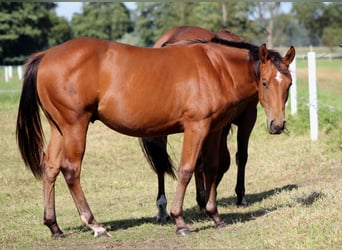 American Quarter Horse, Hengst, 1 Jaar, 150 cm, Bruin