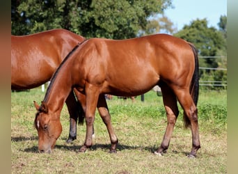 American Quarter Horse, Hengst, 1 Jaar, 150 cm, Bruin