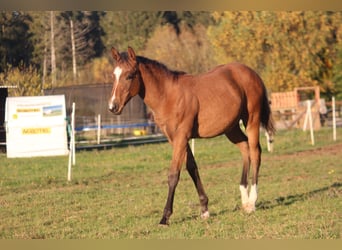 American Quarter Horse, Hengst, 1 Jaar, 150 cm, Bruin