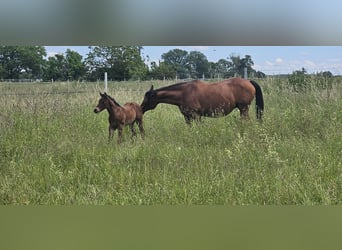 American Quarter Horse, Hengst, 1 Jaar, 150 cm, Bruin