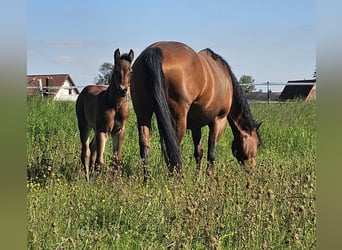 American Quarter Horse, Hengst, 1 Jaar, 150 cm, Bruin