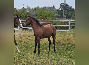 American Quarter Horse, Hengst, 1 Jaar, 150 cm, Bruin