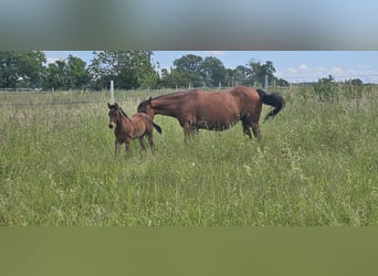 American Quarter Horse, Hengst, 1 Jaar, 150 cm, Bruin