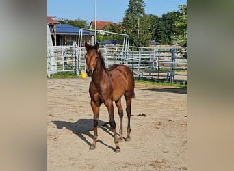 American Quarter Horse, Hengst, 1 Jaar, 150 cm, Bruin